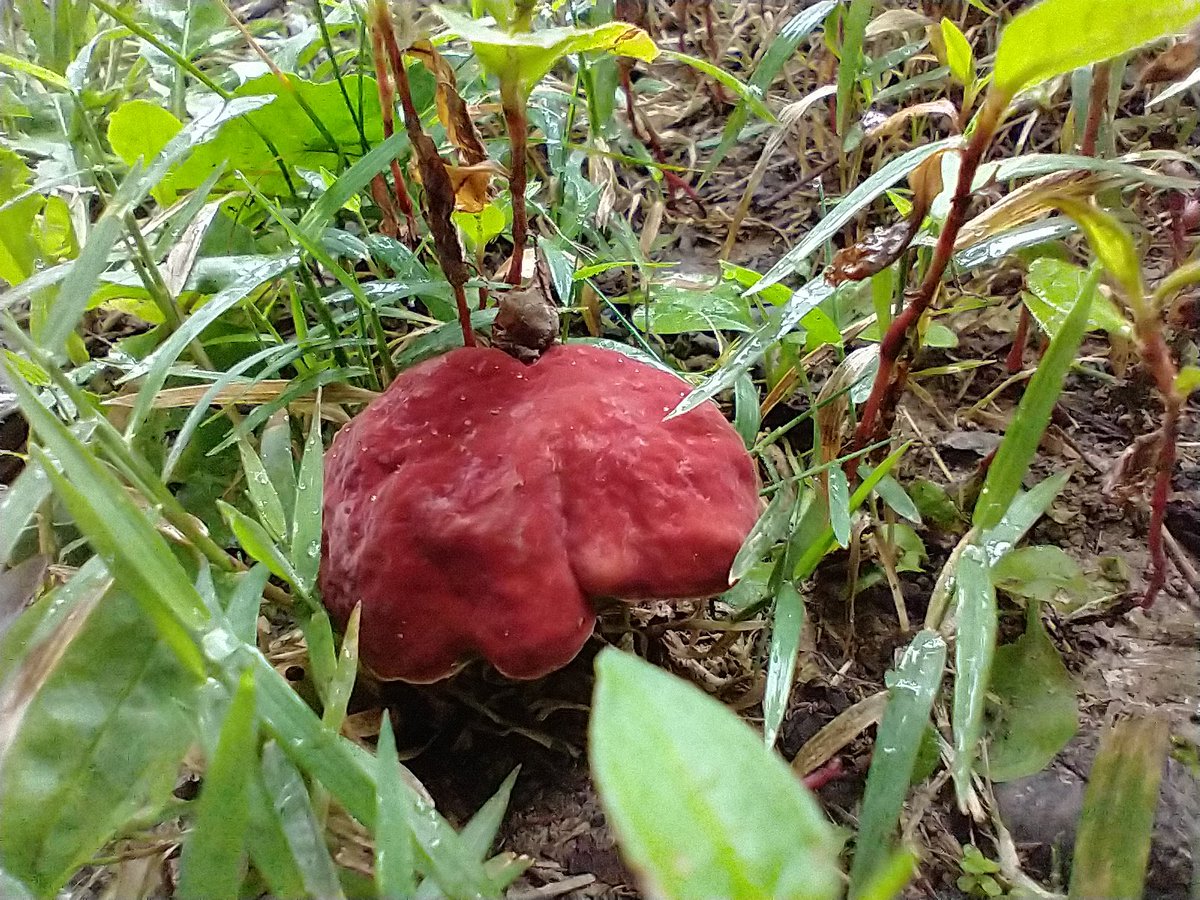 FungiFlora_Jenn's tweet photo. Little bicolors. https://t.co/aB0PS6QPPF