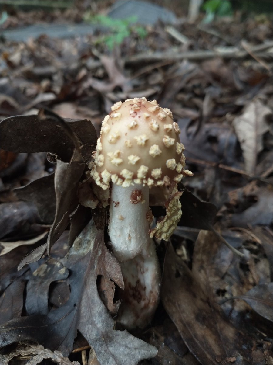 FungiFlora_Jenn's tweet photo. Little bb Blusher https://t.co/yVq8QnVGJj