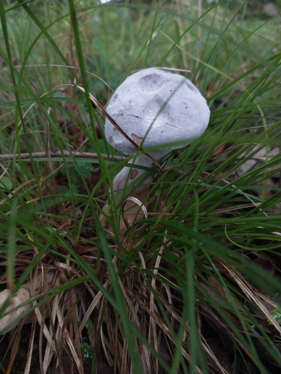 FungiFlora_Jenn's tweet photo. Moldy Bolete fungi and Lactarius sp. https://t.co/VITnHfvLmk