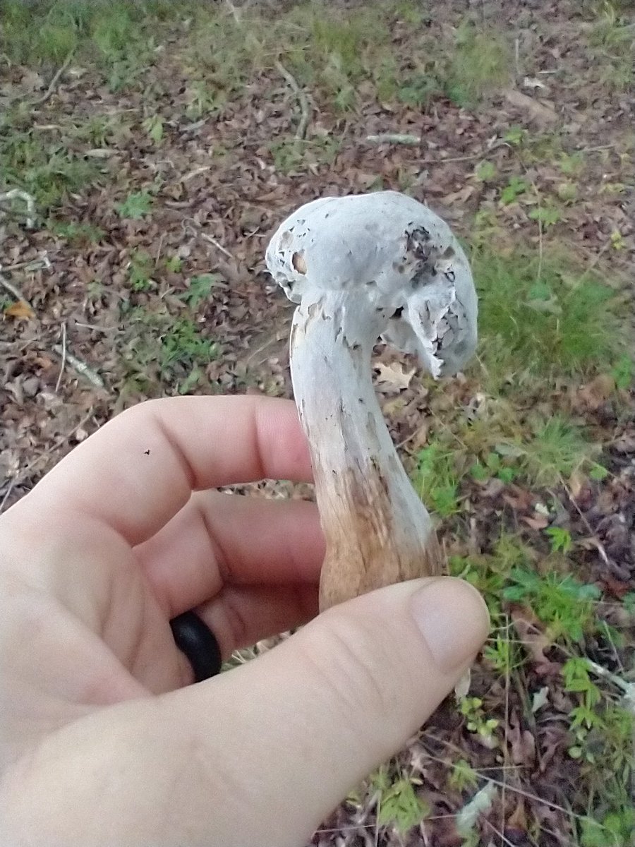 FungiFlora_Jenn's tweet photo. Moldy Bolete fungi and Lactarius sp. https://t.co/VITnHfvLmk