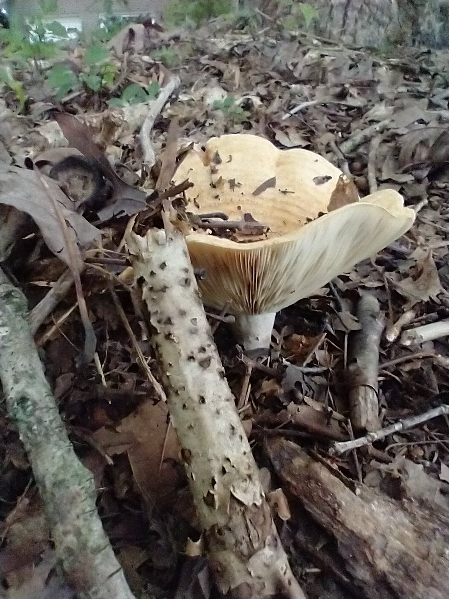 FungiFlora_Jenn's tweet photo. Moldy Bolete fungi and Lactarius sp. https://t.co/VITnHfvLmk