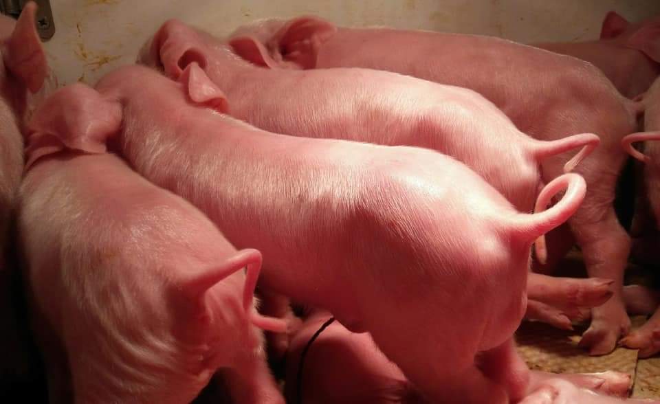 Ferme de Kermerrien tweet media