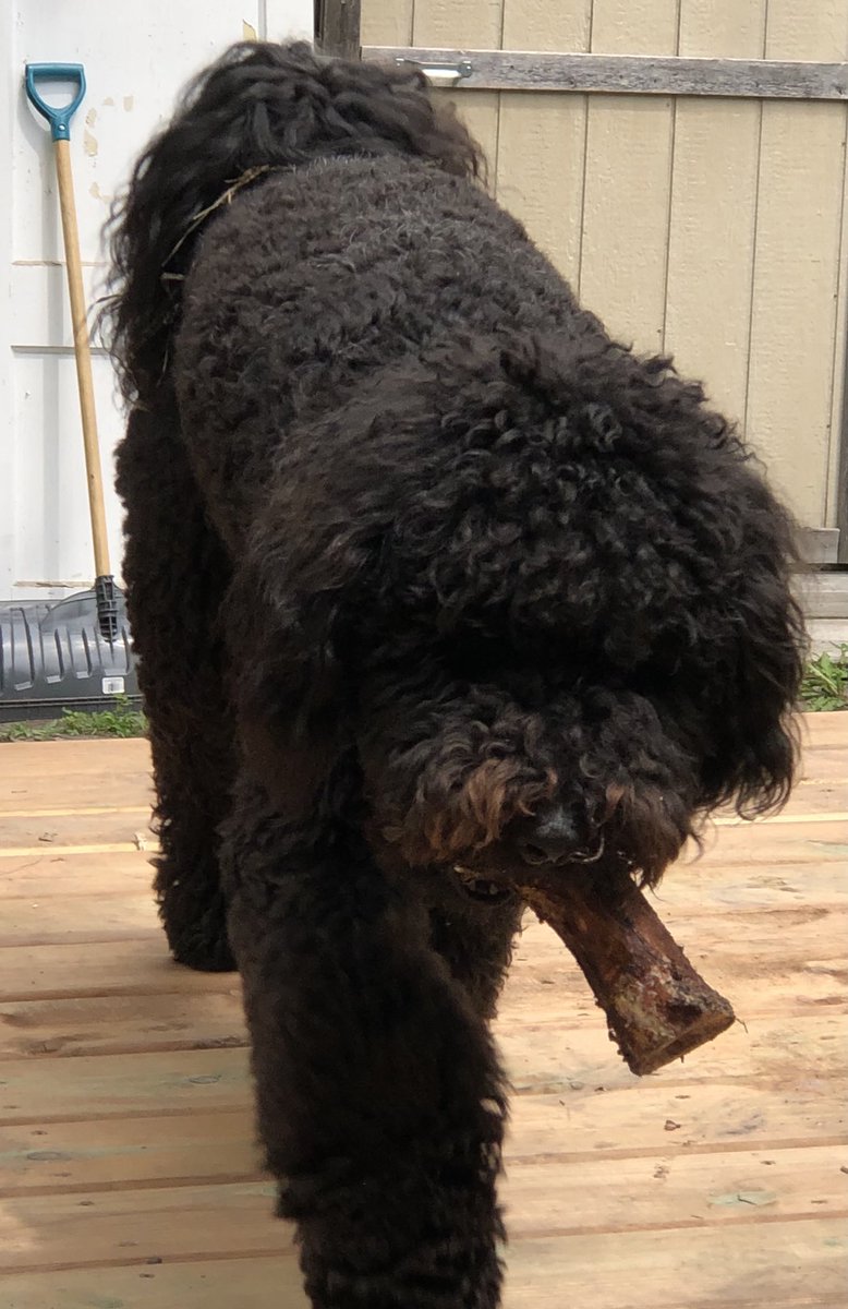 DNaufalMoffatt's tweet photo. @jannarden My puppy Joey with his birthday bone. Happy 1st Birthday to my puppy love. 🐾💕 https://t.co/KfiqTY3UOG