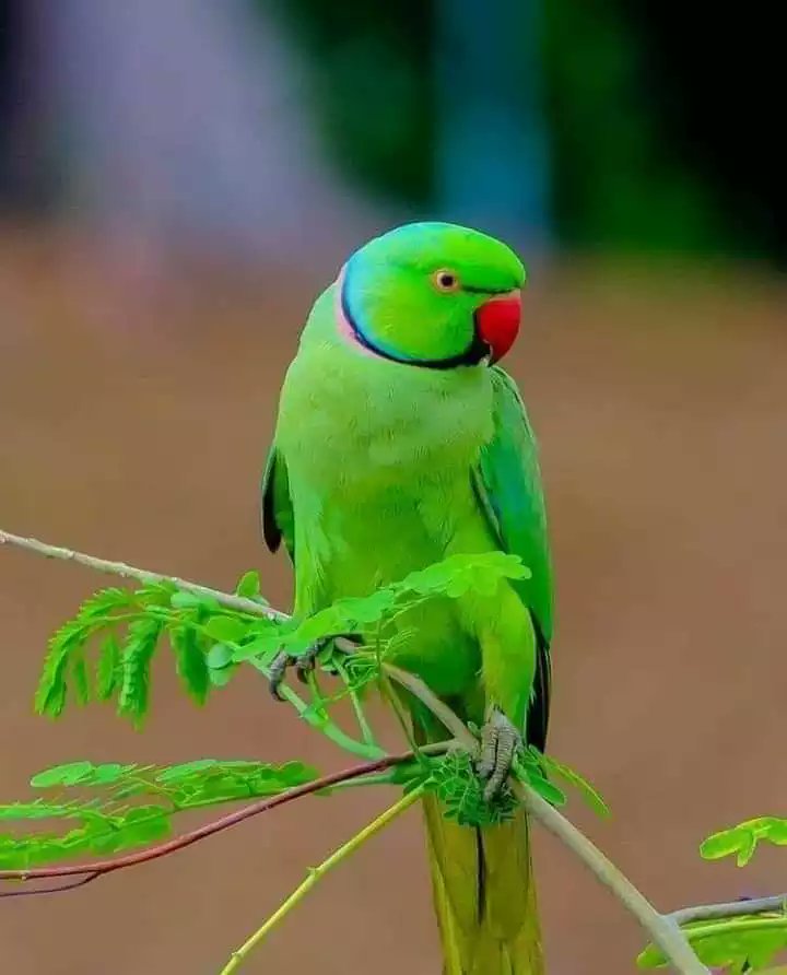 মোঃ সেলিম হোসেন (@ra93765875) on Twitter photo 