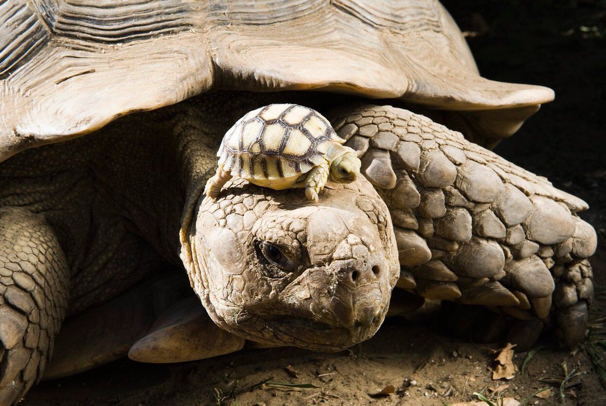 theuniq's tweet photo. 140 year old mom, with 5 day old son 🐢 https://t.co/BBtcEzFLkp
