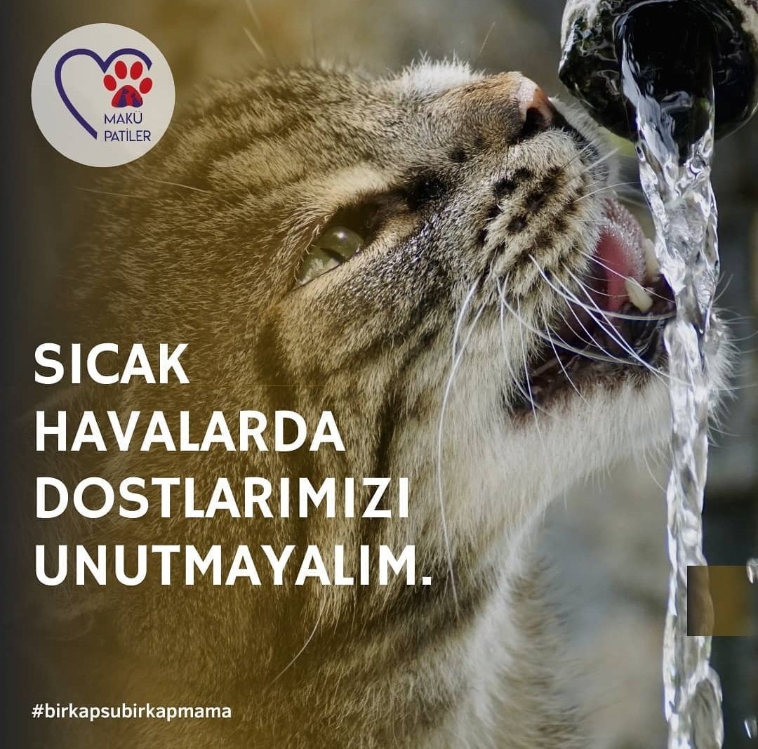Onların yaşamlarına yardım etmek bir kap su ile mümkün!
Bu sıcak havalarda sokaklardaki dostlarımızı unutmayalım, onlar için bir kap su koyalım. 💧
#birkapsubirkapmama