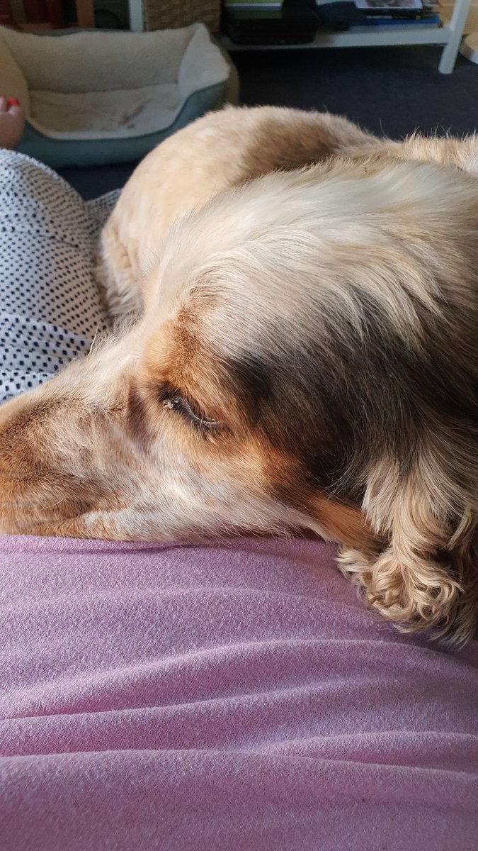 Somebody please tell me why this insane dog things he will be cooler on my lap?!?!?!?