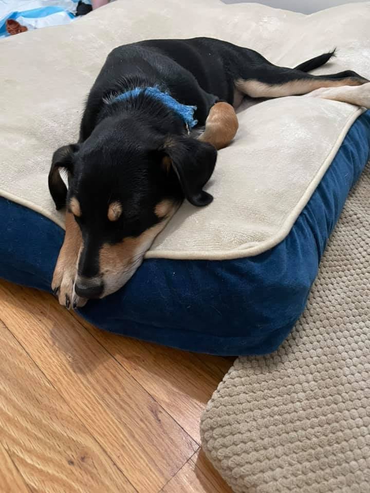 #TFW your siblings find adopters & you don't. Woodstock & Marcie Peanuts are sad! Thanks to all adopters who joined us today to meet some of our available pups! Adorable Woodstock & Marcie are still looking for their families. Learn about these #Lab mixes: lasthopek9.org/adopt