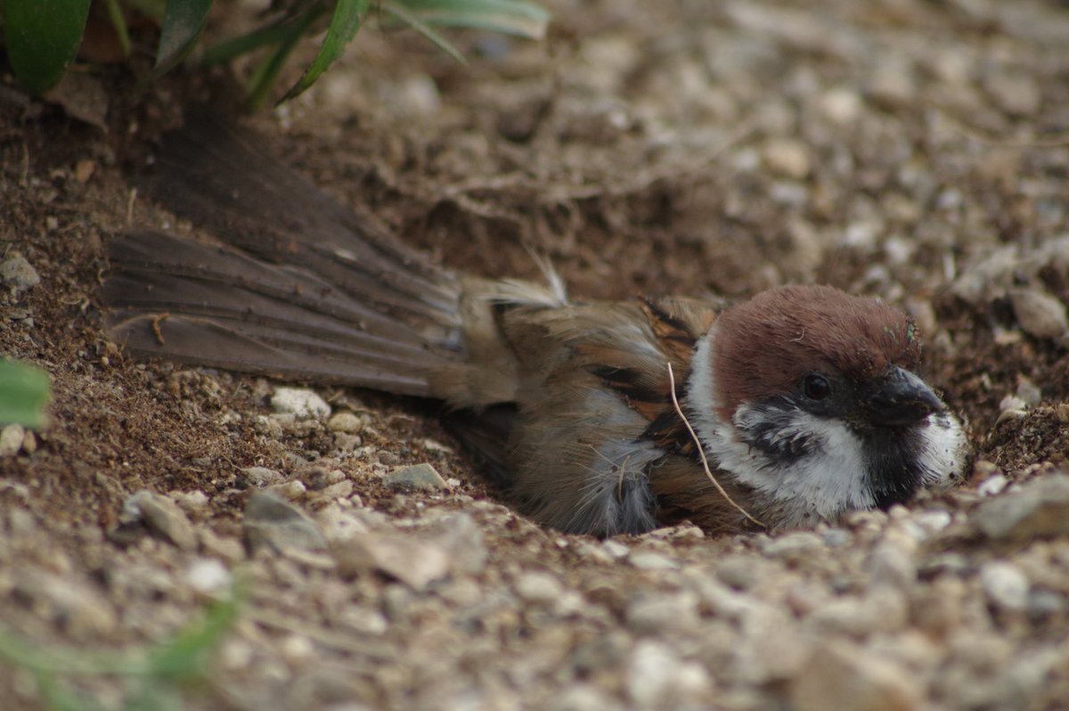 bird/h tweet media