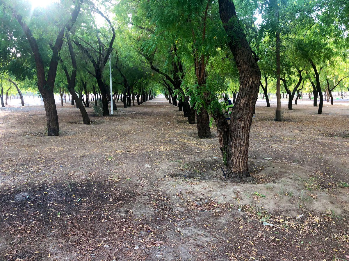 في عام 1403هـ تم زراعة اكثر من 300 الف شجرة نيم في مشعر #عرفات لتخفيف درجات الحراره على الحجاج ، أصبحت اليوم غابه من الاشجار 🌿 #يوم_عرفة