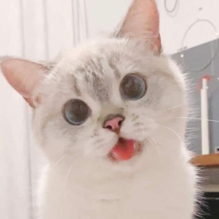 This is how I see August as a cat #YoungRoyals