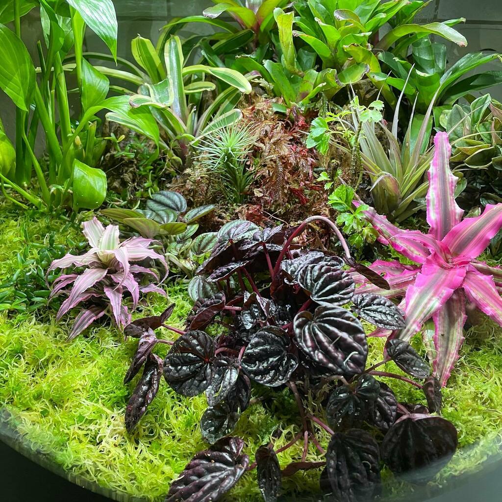 AlexWeinschenk's tweet photo. A little bit of new plants🌿🌿🌿🌿😺 https://t.co/nocPNKE9yq