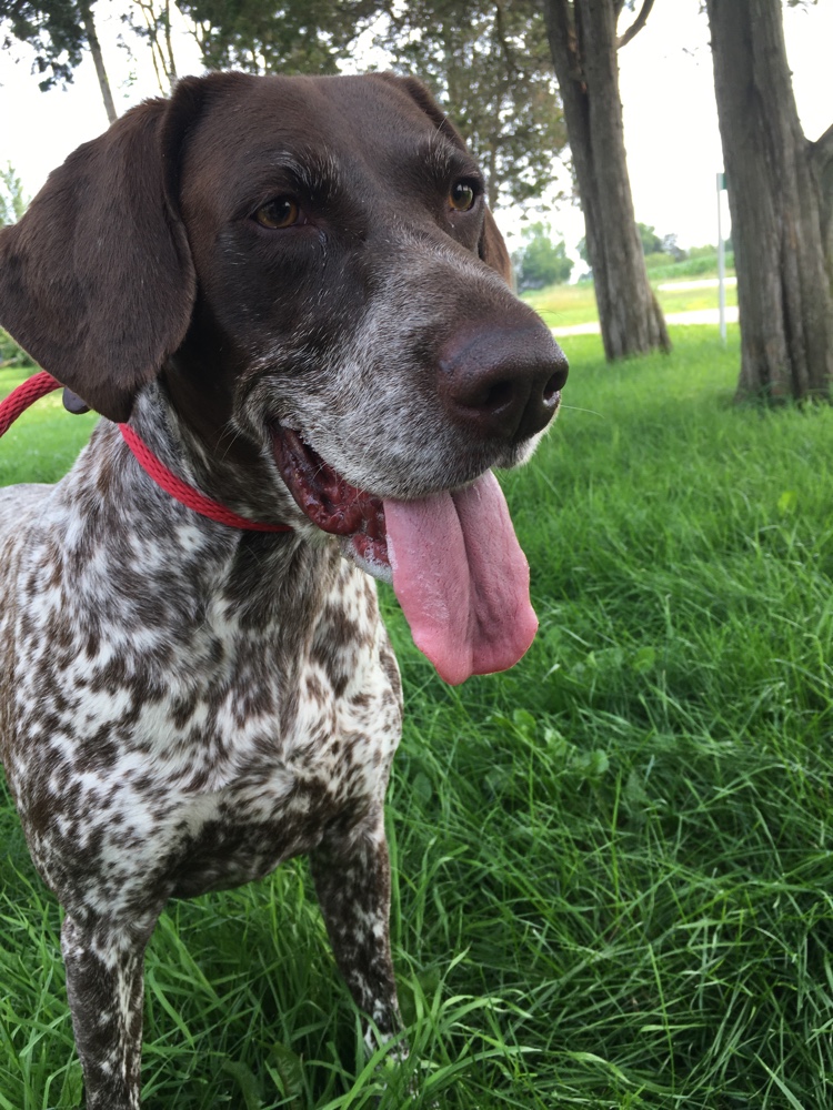 PullyDogs's tweet image. Luna and I just #ResQwalked 1.40 km in support of animals in need on our grass sidewalk. 🥰😀Thanks  resqwalk.com