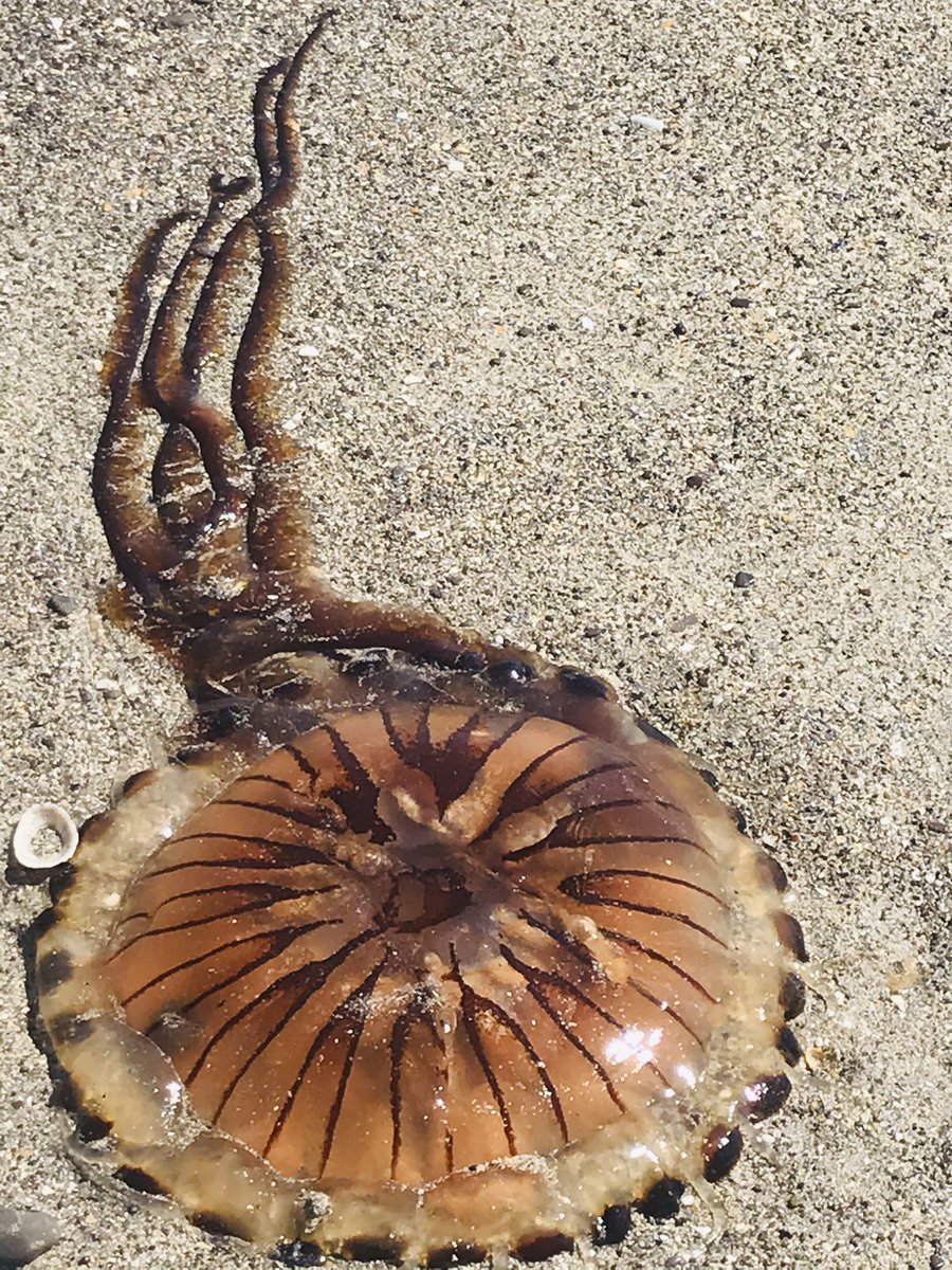 Amazing Irish beach days in Cork and Kerry but watch where you stand ! #jellyfish <a href="/wildatlanticway/">Wild Atlantic Way</a> #KeepDiscovering #staycation