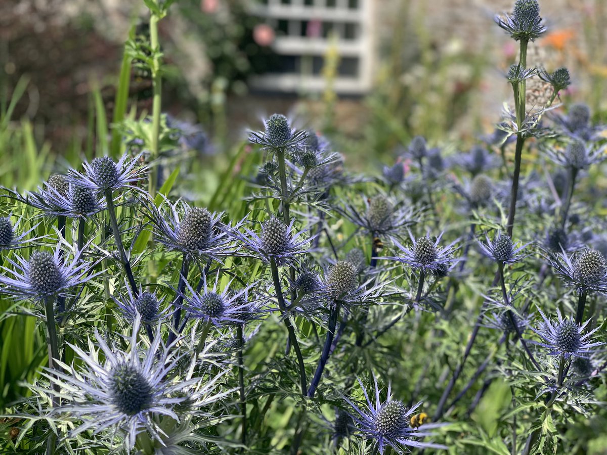 cwgeere's tweet photo. Fantastic hashtag. Here’s a beauty from today’s walk. Happy Sunday indeed #wildflowerhour https://t.co/3OcXEOEEhQ