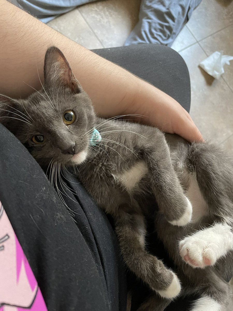 jeIIicat's tweet photo. their names are fontina and merlot, a little girl and a little boy 💕 https://t.co/siTFSWY9BI