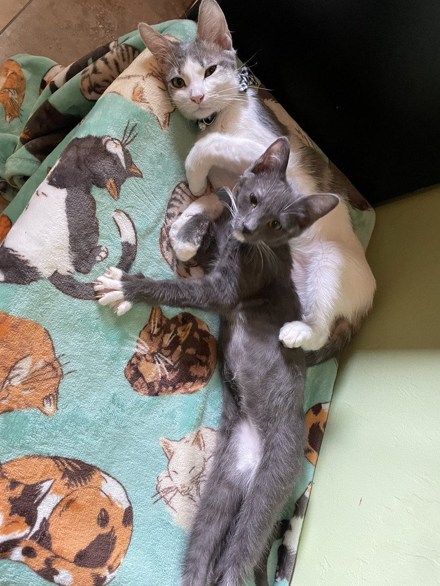 jeIIicat's tweet photo. their names are fontina and merlot, a little girl and a little boy 💕 https://t.co/siTFSWY9BI