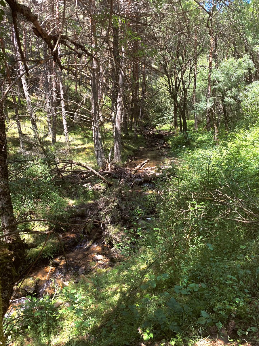 “Estudia la naturaleza, ama la naturaleza, acércate a la naturaleza. Nunca te fallará”-
Frank Lloyd Wright

#sierranortemadrid #turismorural #petfriendly #naturaleza #veranorural