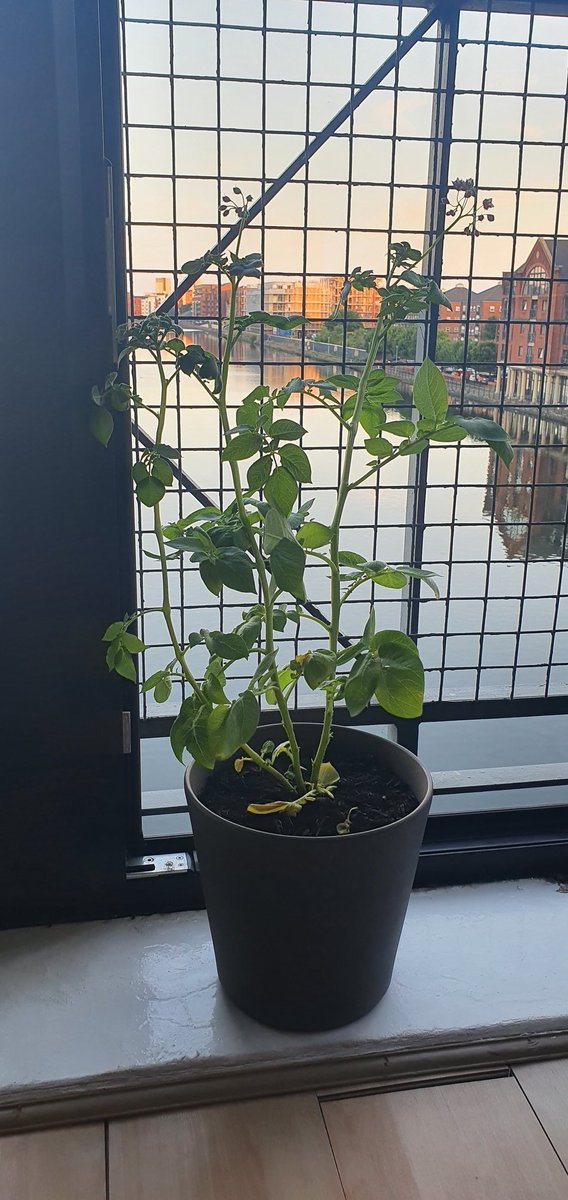 J_Sn1per's tweet photo. @JeremyClarkson You've inspired me to grow my very own potato plant in a 2-bed flat. Is this ready for harvest yet?🥔🥔🥔 #homefarming https://t.co/EL04jWB4Y3