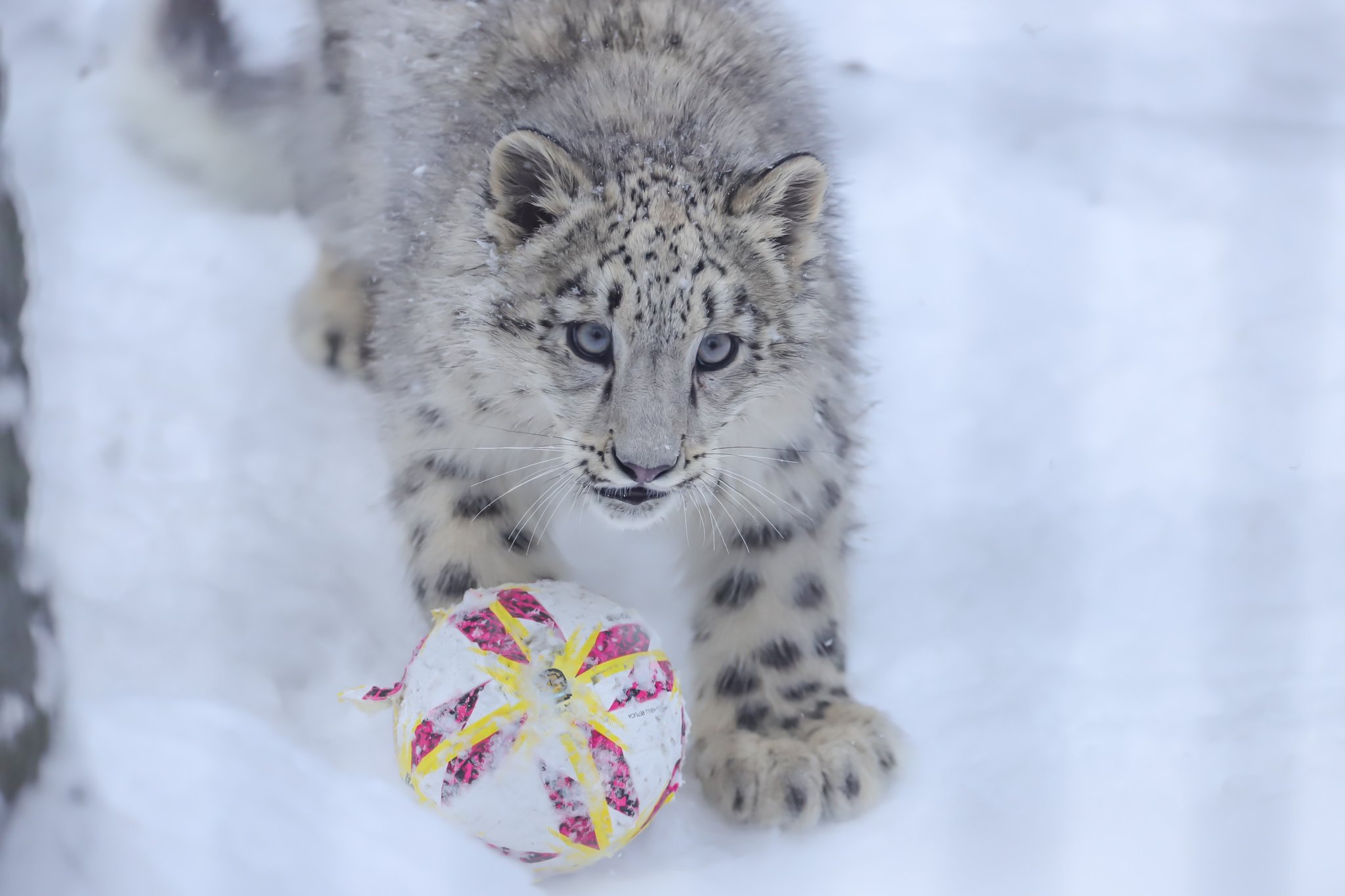 تويتر Yoshi على تويتر ユキヒョウのユーリで𝐺𝑜𝑜𝑑 𝑚𝑜𝑟𝑛𝑖𝑛𝑔 ユキヒョウ ユーリ 旭山動物園 T Co Igzpx0uktl