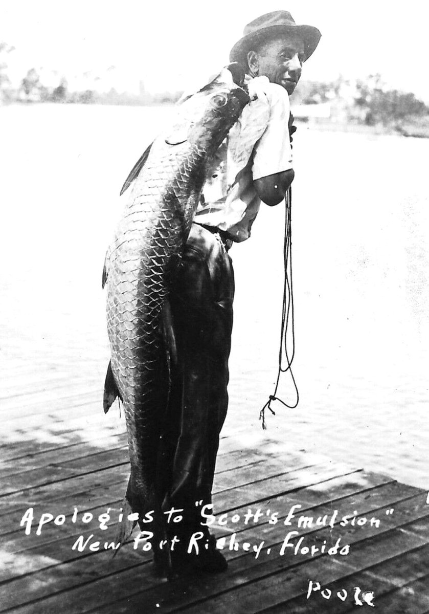 1926 New Port Richey post card.