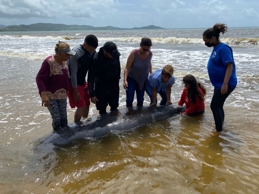 Motinsitepegas's tweet photo. El DRNA confirmó por sus redes sociales que dos manatíes hembras murieron hoy luego de ser impactadas por una embarcación. Ambos casos se reportaron en Humacao.

Ya son 11 manatíes que mueren en lo que va del 2021. https://t.co/8DAQXKQjeW