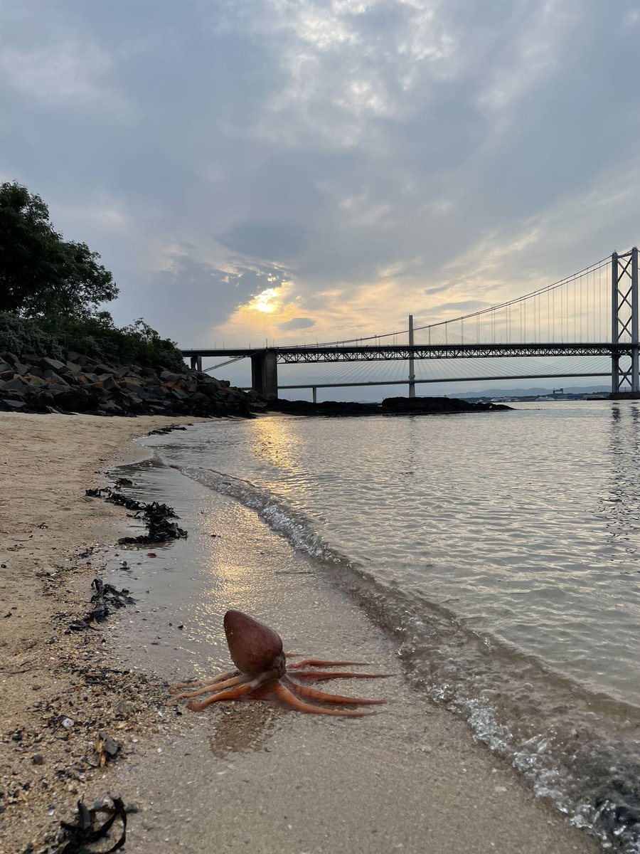 Wow! An evening swim was made hugely exciting by the company of an octopus! 
This little guy was sitting at the edge of the water (is that a bad thing? Does anyone know?) and entertained us with his colour-changing swim and by grabbing onto my son’s swim shoe 😄