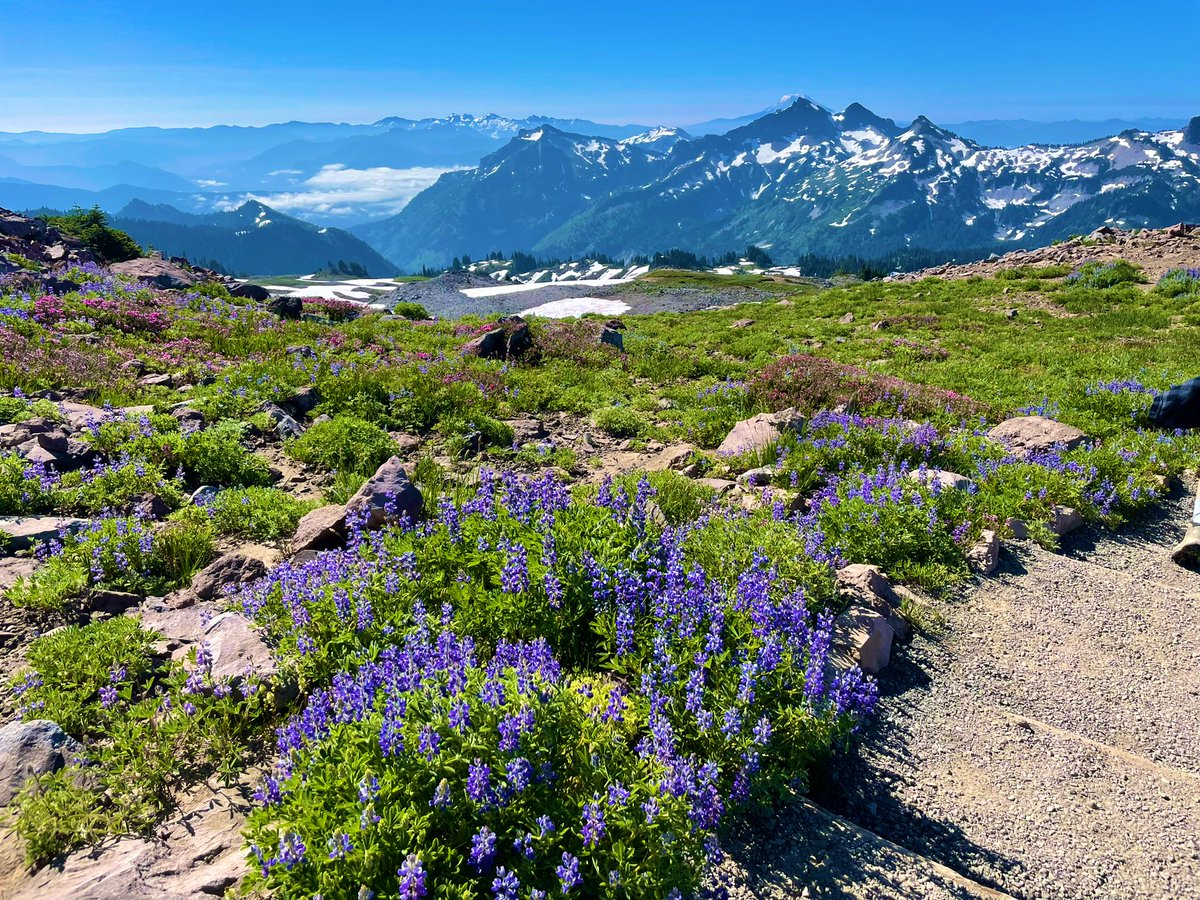 DirtyDee2's tweet image. Mount Rainier National Park, WA 📍#shotoniphone #chasingviews  #neverstopexploring