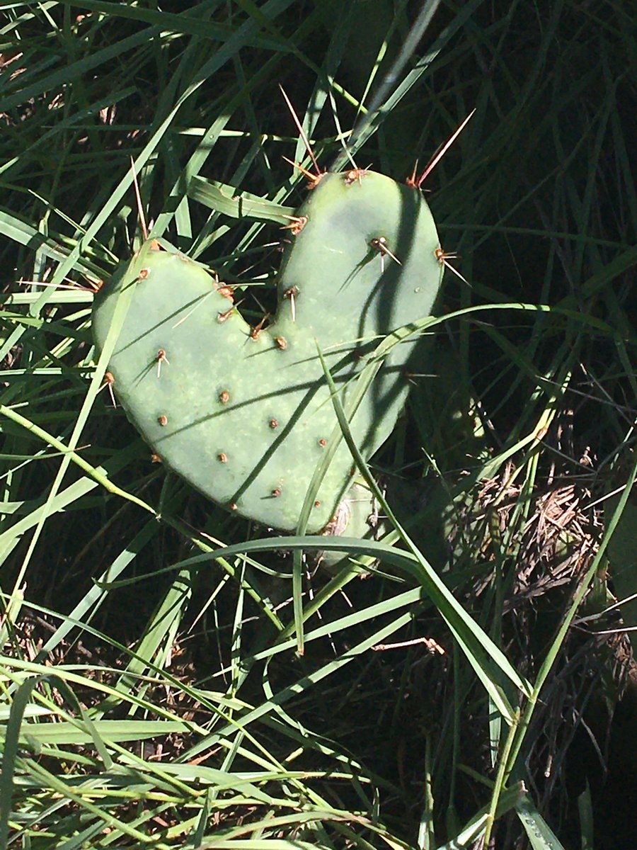 Thought of all my <a href="/ISHLT/">The ISHLT</a> friends on today’s hike in Palo Alton Canyon State Park, Texas. I love you all and can’t wait to see you in person at #ISHLT2022