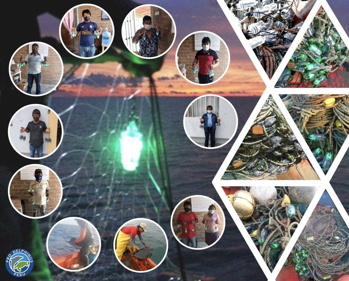 #Iluminacióndered Les compartimos este collage donde se puede ver la implementación de luces LED en redes de pesca en el norte del Perú. ProDelphinus en colaboración con pescadores artesanales buscan reducir la captura incidental de tortugas marinas, sin afectar pesca objetivo.