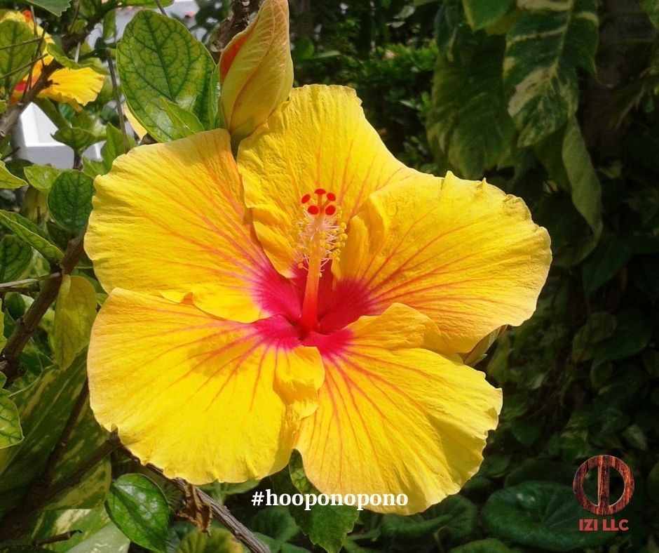 SithAsia's tweet photo. We can clean with any thought, experience, emotion, atom, or molecule, by applying a cleaning tool.

Ihaleakala Hew Len, Ph. D.

#sith
#hooponopono
#DrHewLen
#Ihaleakala
#poi https://t.co/wrY9h24Itx