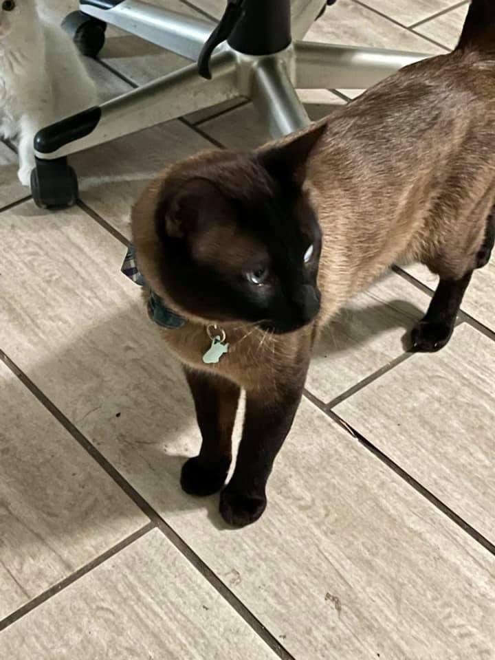lilbabygatita's tweet photo. SB/COLTON/IE !! SIAMESE CAT FOUND!!! I saw this post on FB please please share 🥺 He’s wearing a bowtie!! This is someone’s little boy I know they’re missing him!!!! https://t.co/99awXScyml