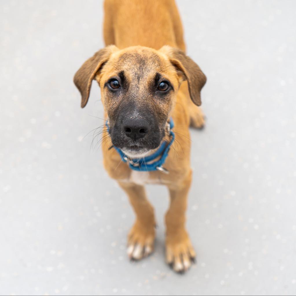 Oh-em-gee guys, we still have some puppies! 🐶 Awesome pups like 3-month-old Temi here are waiting to start their NYC adventures with you. 🏙💜 Throughout the month of July, all of our dog and puppy adoption fees have been reduced to $200! It's such a great time to adopt a pup!