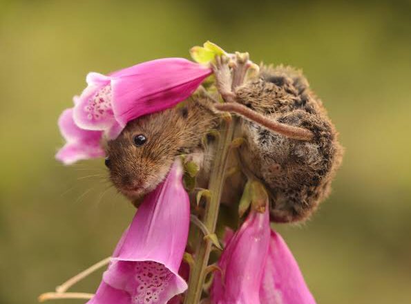 #Harvestmice