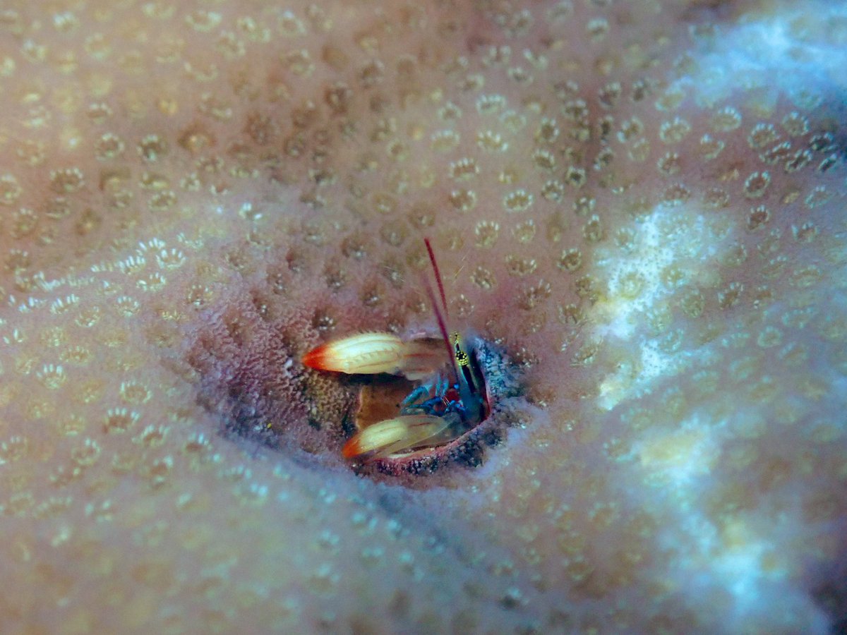 ClaassensLouw's tweet photo. A #hermitcrab that lives in #coral! Cuteness overload! First time I noticed these Paguritta sp. (?) and even got to see their feathery antennae raking through the water! I love it when I notice a new #critter for the first time! #teaminvert #crustaceans #tinycritters https://t.co/RnAURz3sku