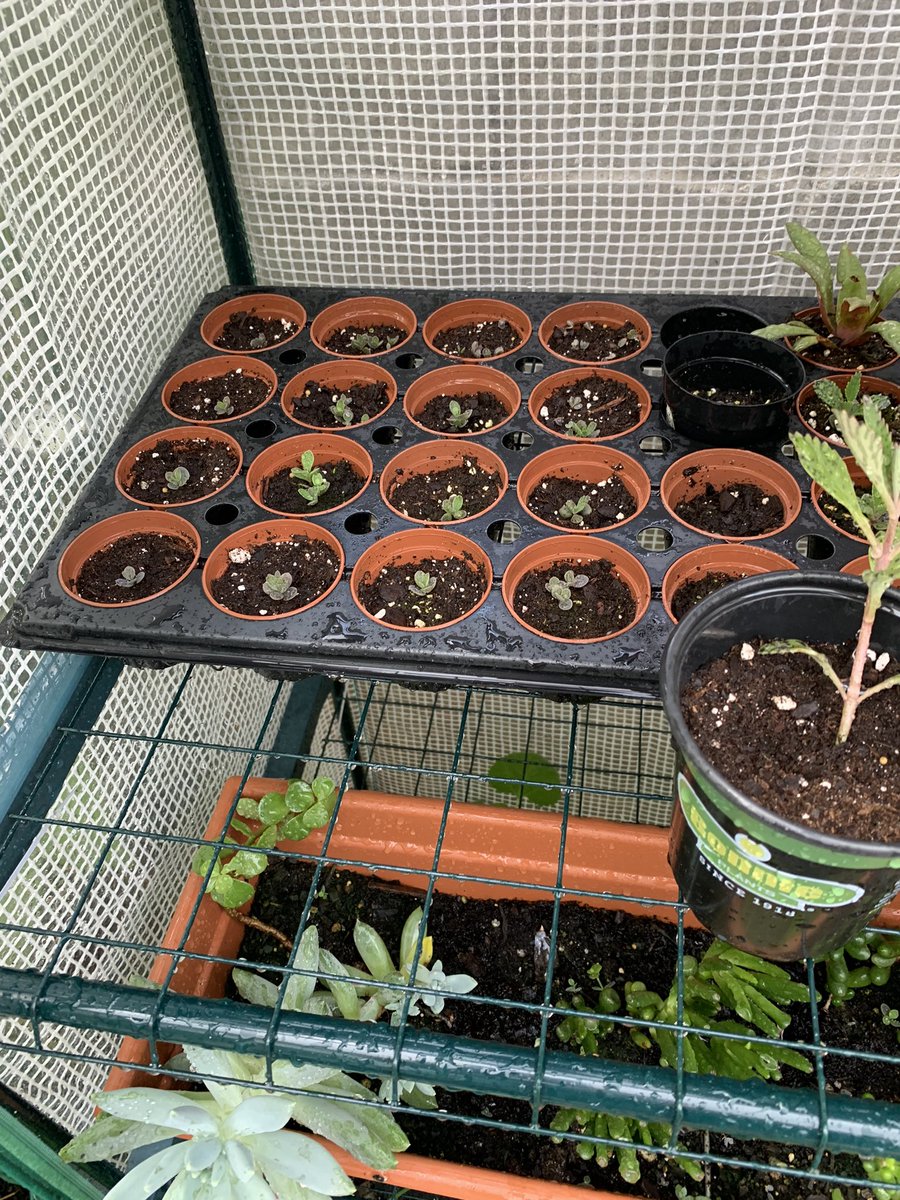 PlantSaga's tweet photo. My mother of thousands propagation is coming along nicely! Almost all the babies are rooted, and the 2” pots all have rooted babes too! Now to just find them homes! #plants #succulent #propagation #plantlets #garden https://t.co/rJoWQ4BR3b
