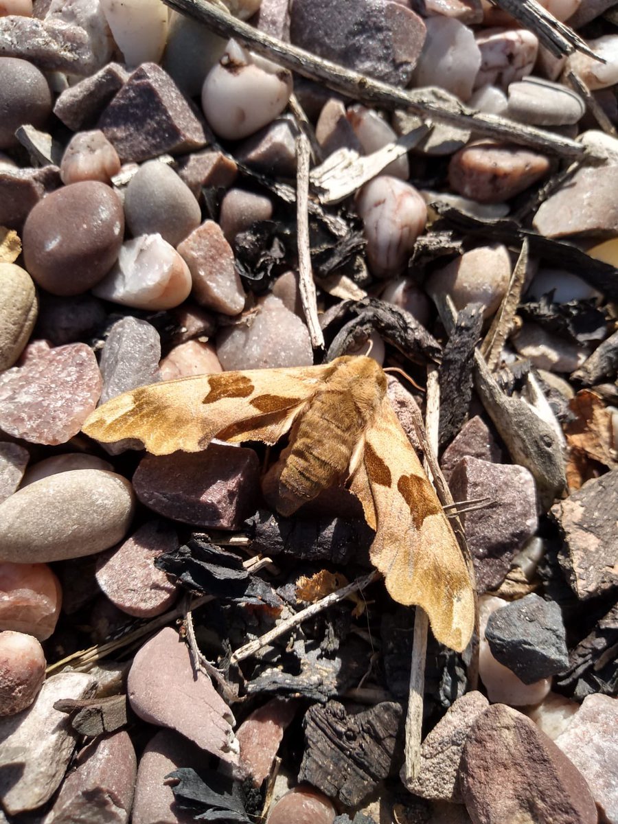 What a find <a href="/Libby_Roper/">Libby Roper</a>  - a Lime Hawk-moth we think!