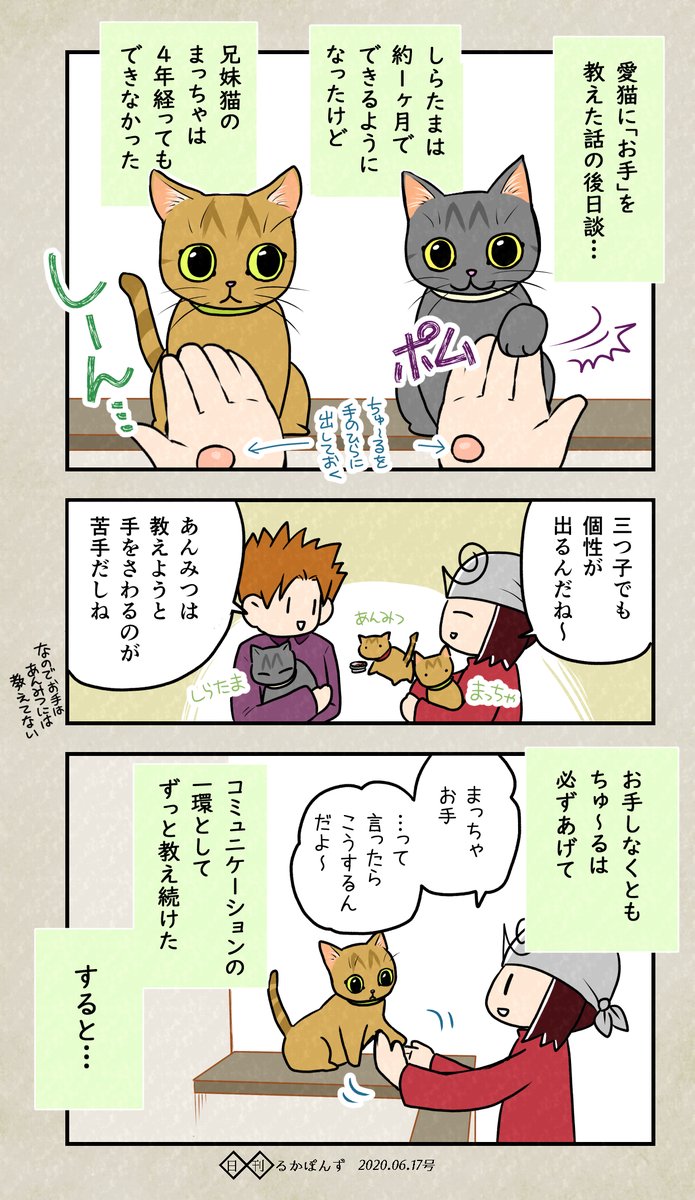 顔はそっくりだけど性格が全然ちがう猫の兄妹を保護した話28
#ぬこにっき #エッセイ漫画 #猫好きさんと繋がりたい