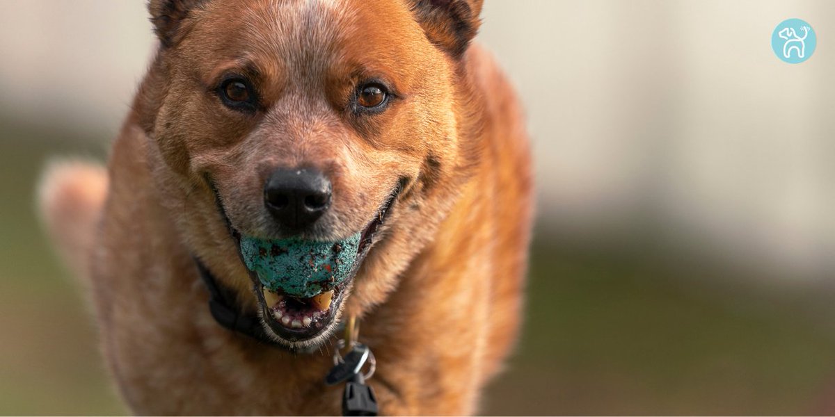 JWagable's tweet image. No worries. We&apos;re ready to drop the camera and toss his beloved ball again. #DogFirst #DogFetch