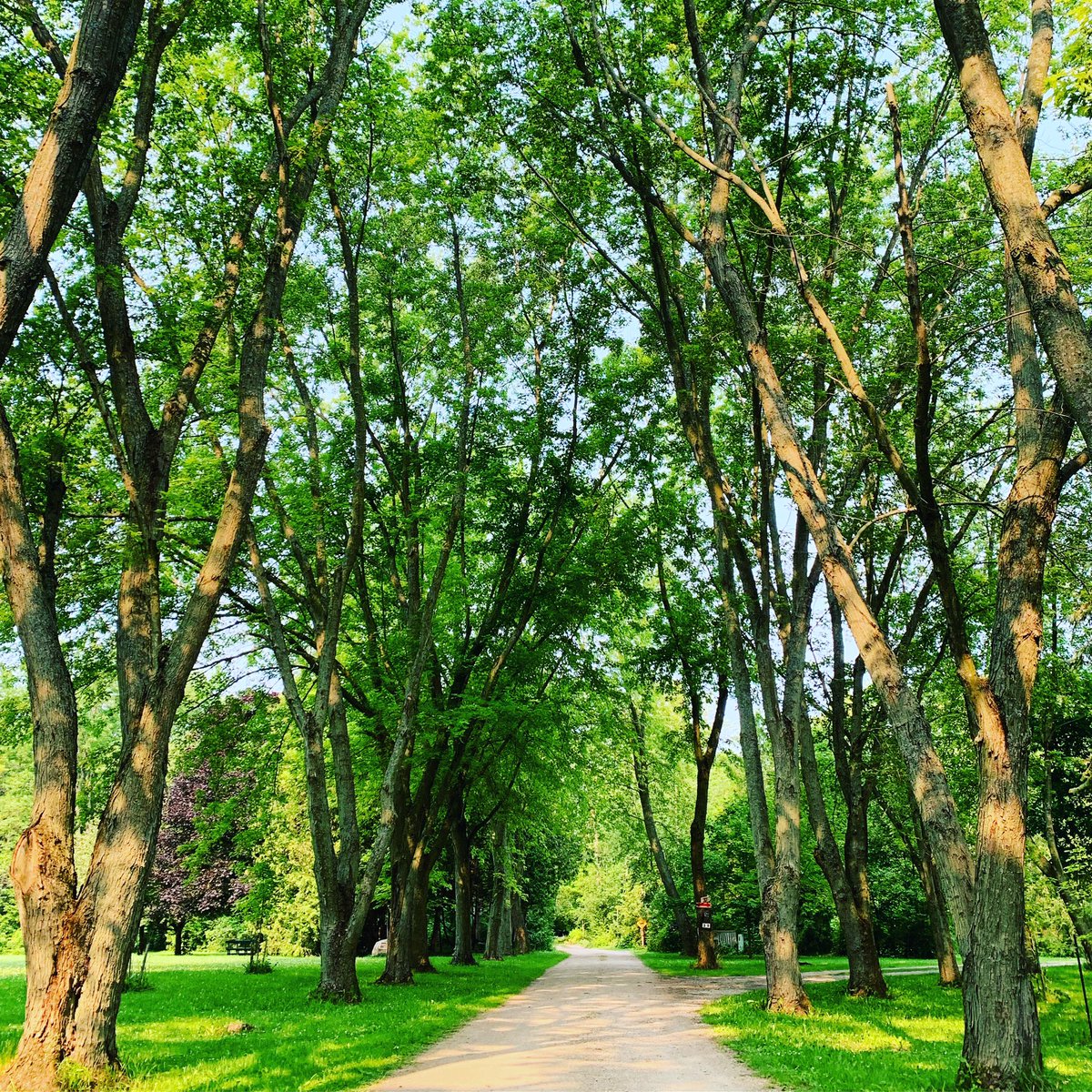 acampbell_rog's tweet image. “You want to be quiet in instinctive deference to the cathedral hush and because nothing you could possibly say would add a thing.” #braidingsweetgrass #cisreads