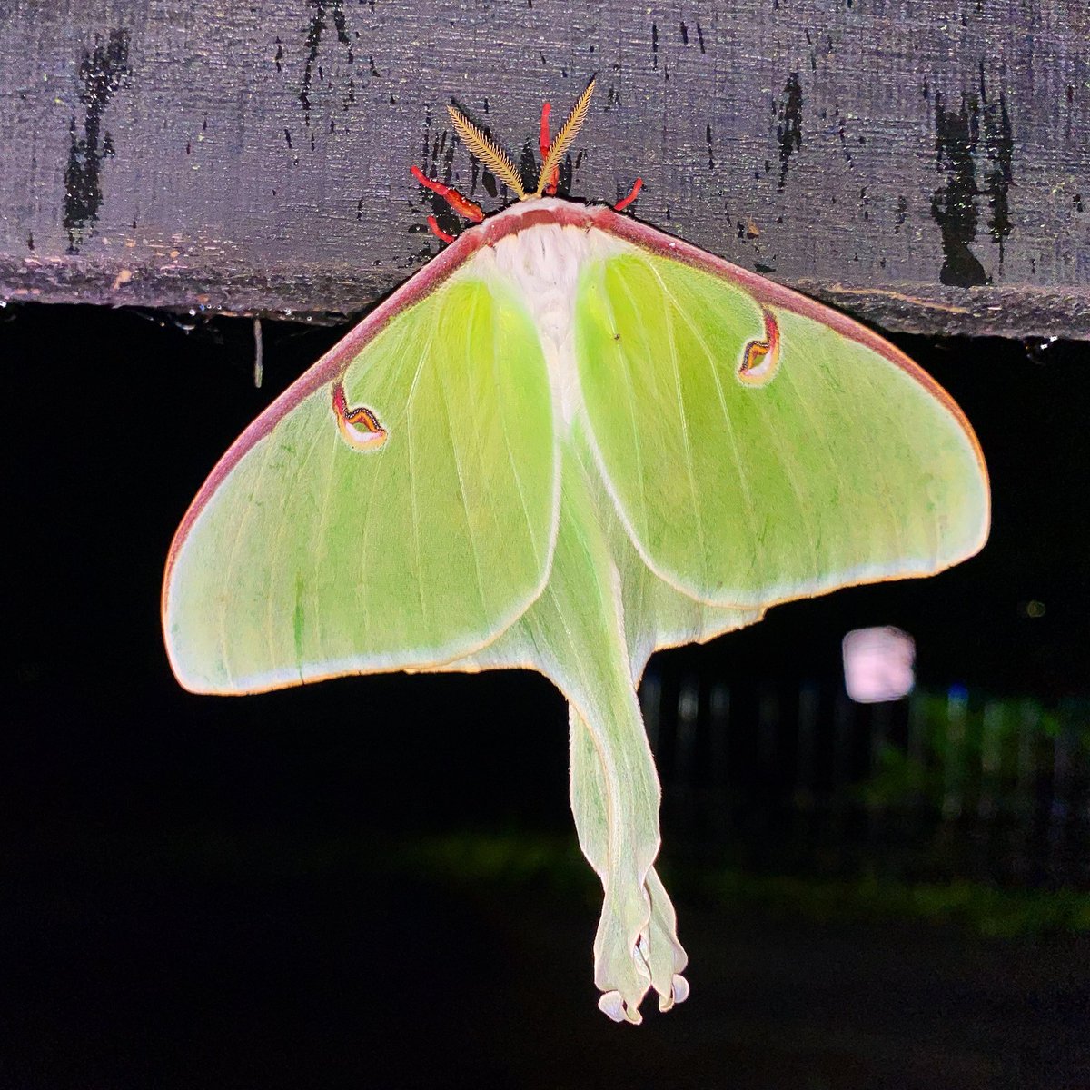 #NationalMothWeek #Luna