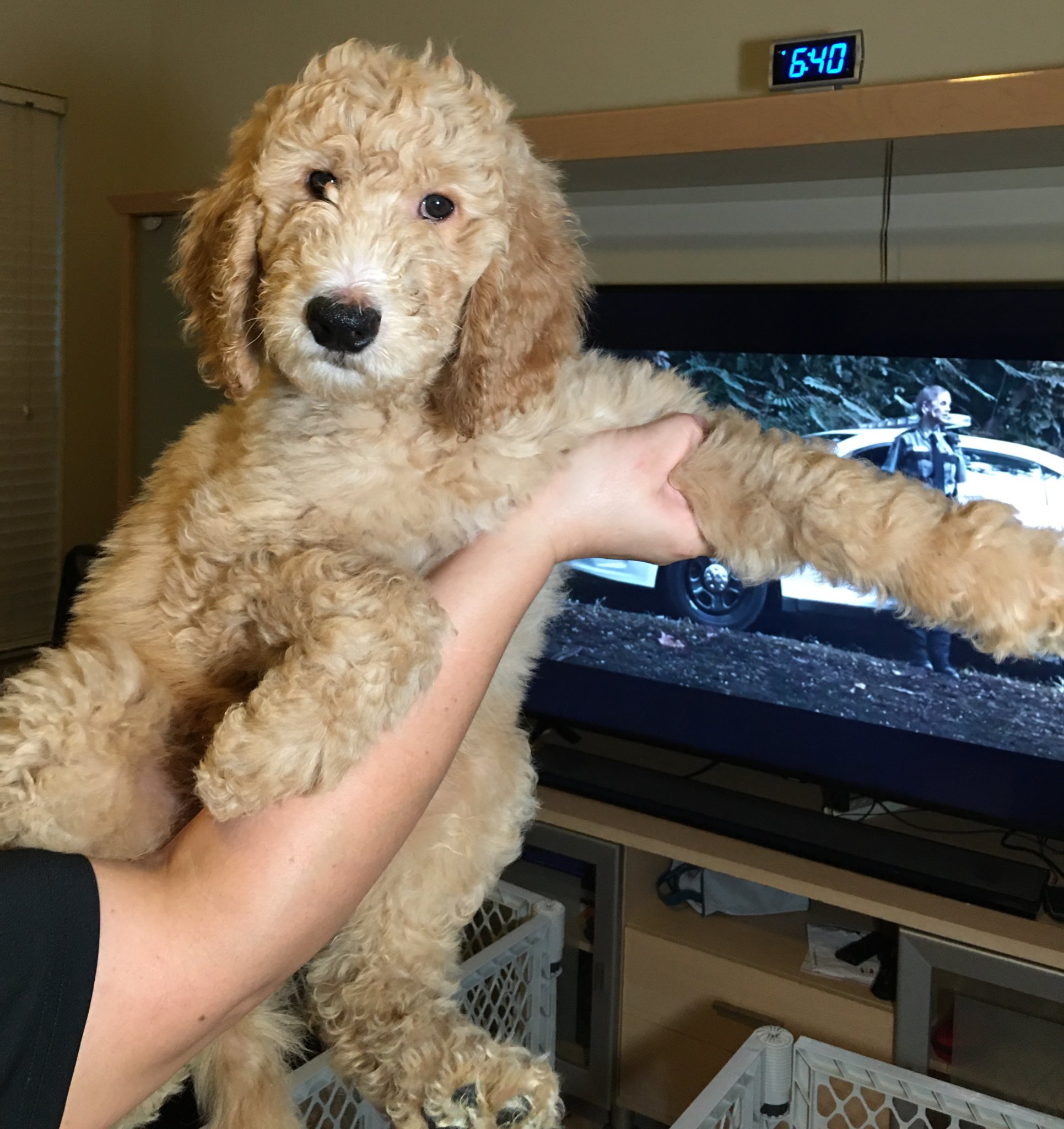 Fb2 goldendoodle best sale