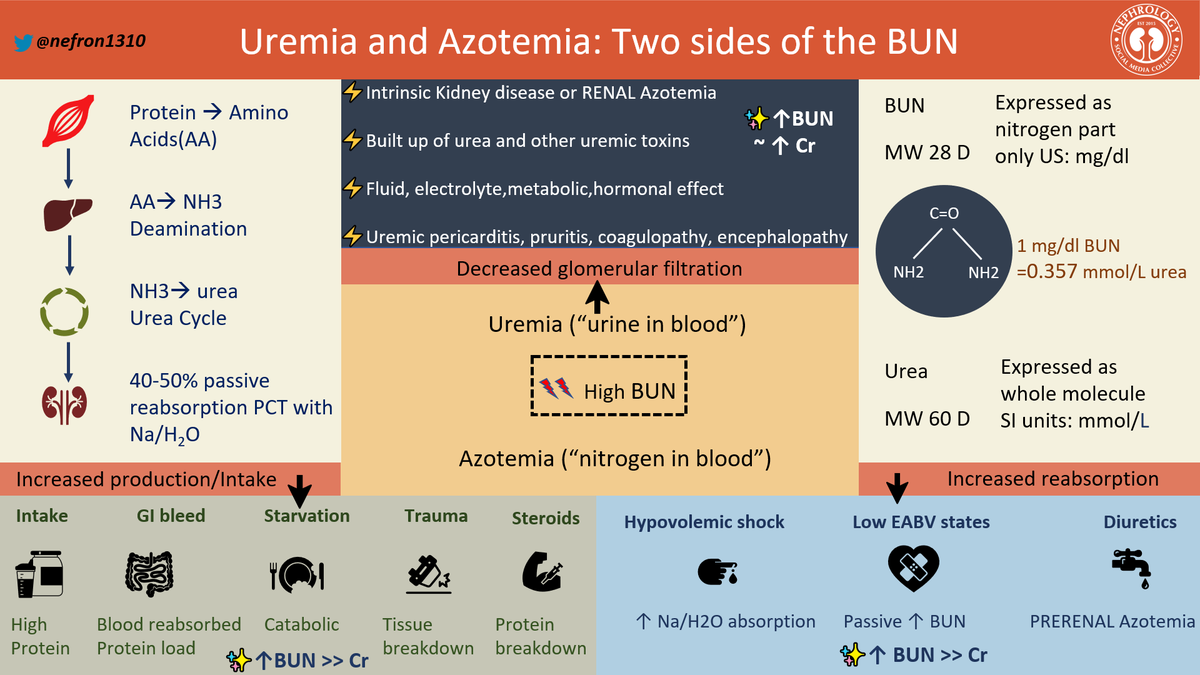 Shweta Shah M.D; FASN (@nefron1310) on Twitter photo 💥Two sides of the BUN!
My capstone project on Uremia and Azotemia.👇🏾
Thank you <a href="/NSMCInternship/">Nephrology Education Collective Internship</a> and <a href="/sophia_kidney/">Sophia Ambruso</a> for your awesome mentorship.
#medtwitter
#nephtwitter
#MedStudentTwitter 💥Two sides of the BUN!
My capstone project on Uremia and Azotemia.👇🏾
Thank you <a href="/NSMCInternship/">Nephrology Education Collective Internship</a> and <a href="/sophia_kidney/">Sophia Ambruso</a> for your awesome mentorship.
#medtwitter
#nephtwitter
#MedStudentTwitter