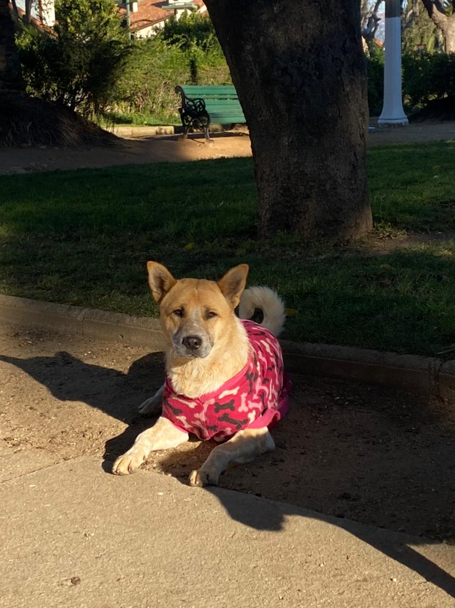 SnoopyRossental's tweet photo. Algún buen corazón en #VRegion q quiera adoptar a este cachorrón ?? Fue abandonado en la Plaza Recreo. Se lleva bien con niños y con otros perros. Tiene app 2 años. Se le puso esa capita y ya se la robaron, está pasando frío! 
RT y/o evalúa si puede formar parte de tu familia. 👇 https://t.co/dvHozgcPTO