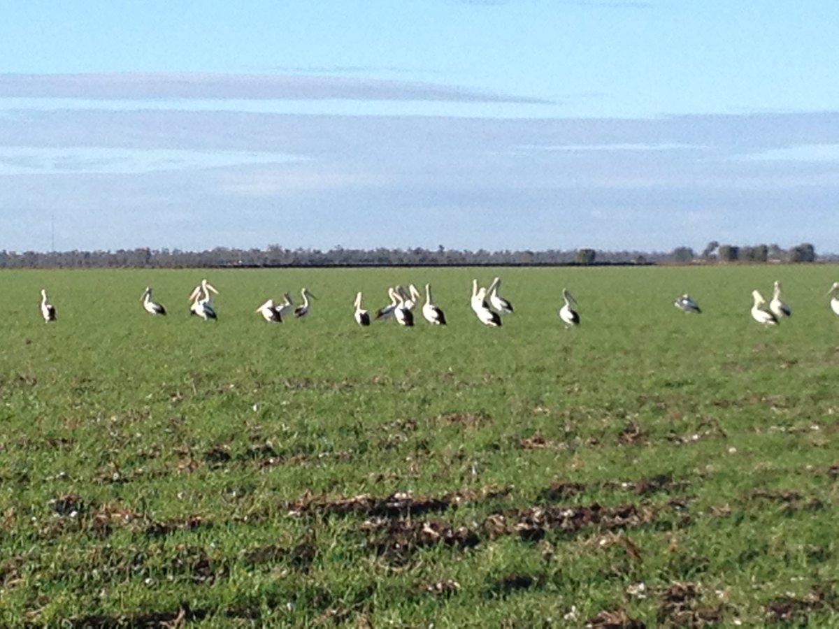 GoldstarComm's tweet image. You know it's wet when the agronomist starts including pelican counts with your crop report.