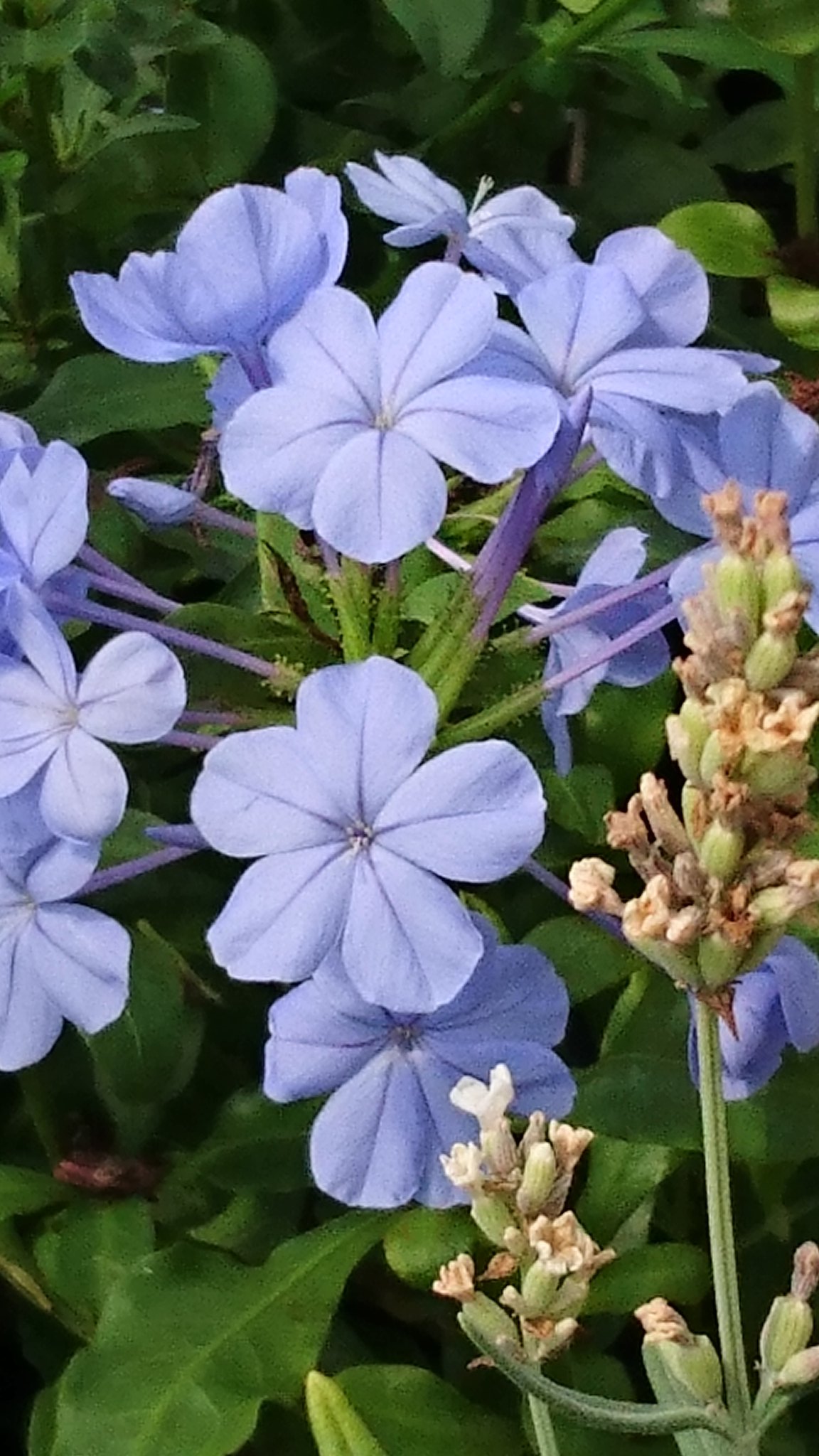 スーパーやさいマン プルンバーゴの画像 初夏から秋にかけて涼しげな瑠璃色の花 を咲かせることから瑠璃茉莉 ルリマツリ の和名があり 花言葉は ひそかな情熱 明るい心 同情 だそうです プルンバーゴ 瑠璃色 ルリマツリ 明るい心 ひそかな