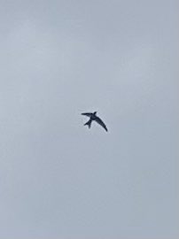 LesleyTotten's tweet image. What a homecoming- totally down in the dumps -coming back from my hols (Pinemartin paradise 😅) to be greeted by confirmation of nesting Swifts around Roseneath/Argyll Place, #Marchmont Edinburgh🤩🐦🤎🖤 Viva those wild tenement gardens 👍🌾🌼🦟🕷@EdinburghSwifts #SwiftMapper