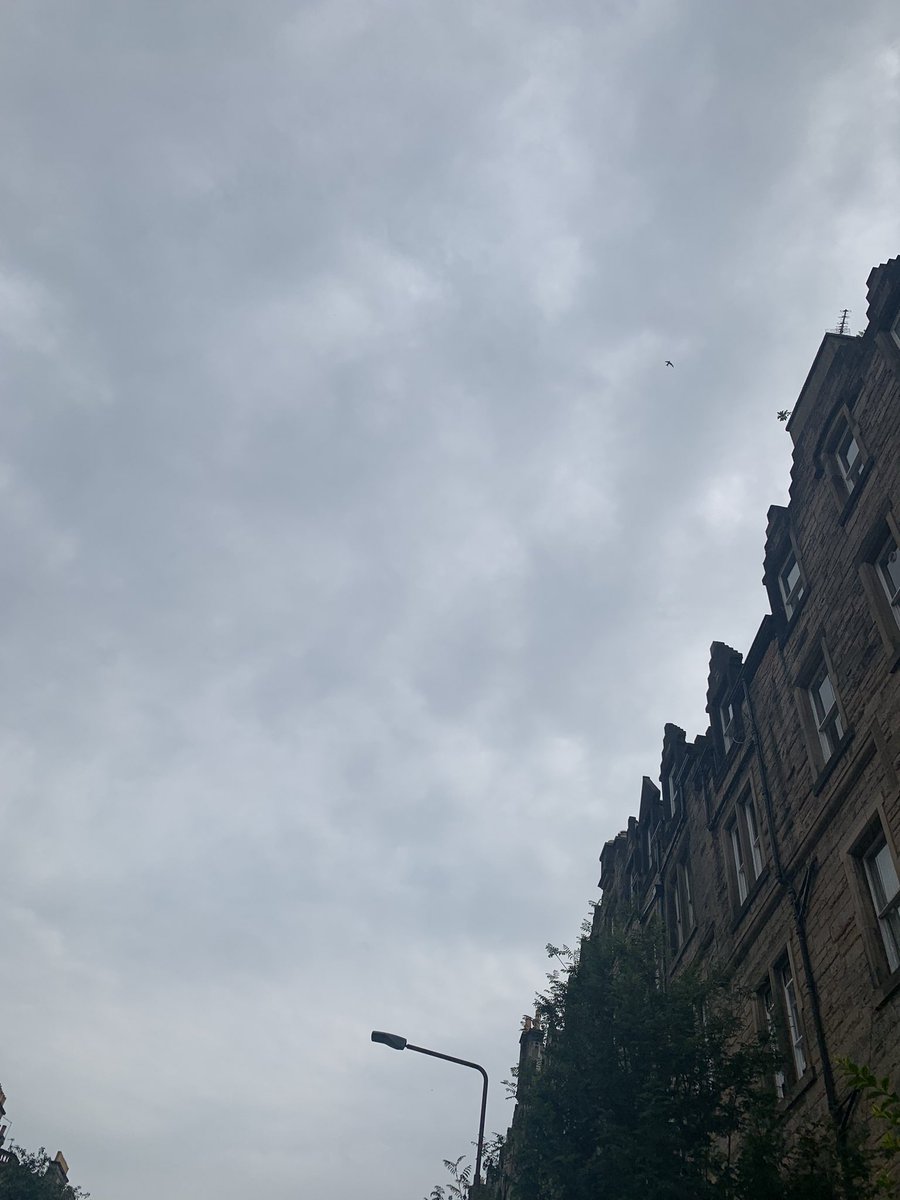 LesleyTotten's tweet image. What a homecoming- totally down in the dumps -coming back from my hols (Pinemartin paradise 😅) to be greeted by confirmation of nesting Swifts around Roseneath/Argyll Place, #Marchmont Edinburgh🤩🐦🤎🖤 Viva those wild tenement gardens 👍🌾🌼🦟🕷@EdinburghSwifts #SwiftMapper