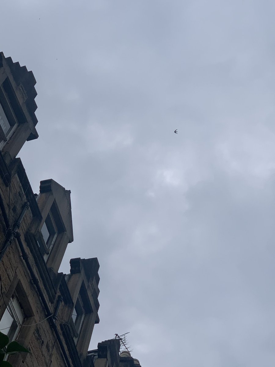 LesleyTotten's tweet image. What a homecoming- totally down in the dumps -coming back from my hols (Pinemartin paradise 😅) to be greeted by confirmation of nesting Swifts around Roseneath/Argyll Place, #Marchmont Edinburgh🤩🐦🤎🖤 Viva those wild tenement gardens 👍🌾🌼🦟🕷@EdinburghSwifts #SwiftMapper
