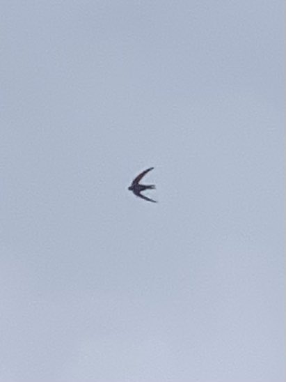 LesleyTotten's tweet image. What a homecoming- totally down in the dumps -coming back from my hols (Pinemartin paradise 😅) to be greeted by confirmation of nesting Swifts around Roseneath/Argyll Place, #Marchmont Edinburgh🤩🐦🤎🖤 Viva those wild tenement gardens 👍🌾🌼🦟🕷@EdinburghSwifts #SwiftMapper